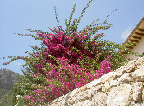 Mallorca - Valdemossa