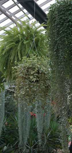 Melbourne - Fitzroy Gardens - Wintergarten