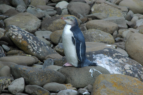 Neuseeland - Südinsel - Curio Bay - Gelbaugen Pinguin