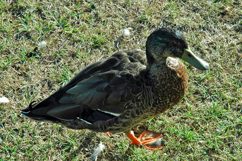 Neuseeland - Südinsel - Kaikoura -Campingground