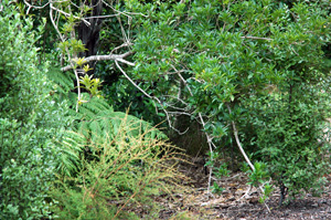 Neuseeland - Südinsel - Marahau -Campingground