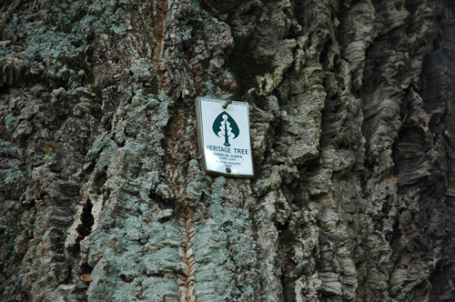 Neuseeland - Südinsel - Nelson - Korkeiche