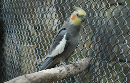 Neuseeland - Südinsel - Oamaru - Public Gardens - Voliere