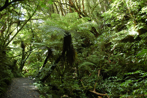 Neuseeland - Südinsel - Purakaunui Falls
