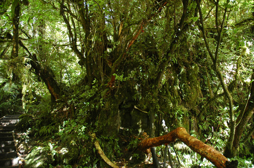 Neuseeland - Südinsel - Purakaunui Falls