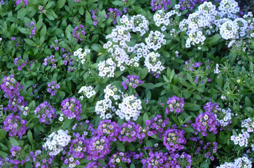 Neuseeland - Südinsel - Richmond