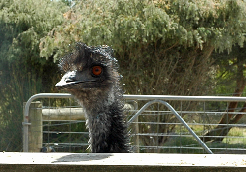 Emu