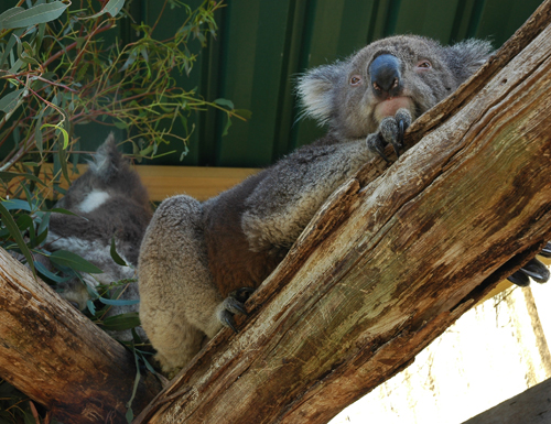 Koala
