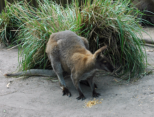 Wallaby