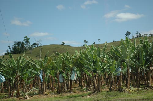 Atherton Tablelands - Bananenplantage