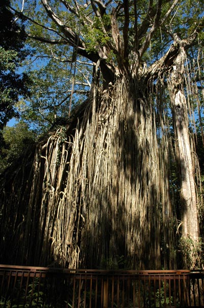 Curtain Fig Tree