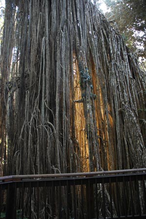 Curtain Fig Tree