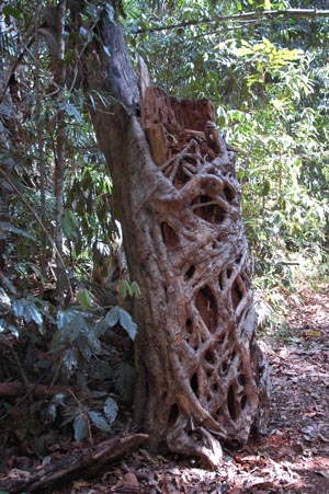 North Queensland - Atherton Tablelands -Regenwald-Würgefeigen