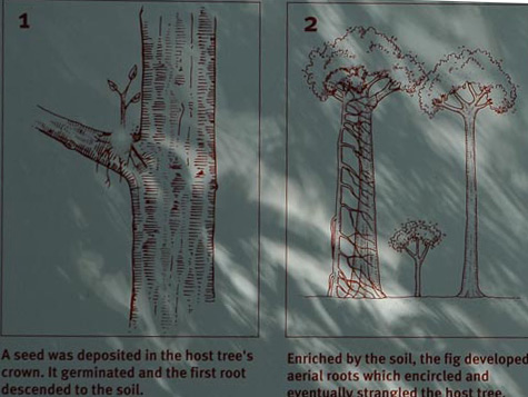 North Queensland - Atherton Tablelands -Würgefeigen - Entstehung