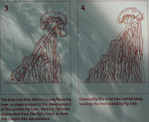 North Queensland - Atherton Tablelands -Würgefeigen - Entstehung
