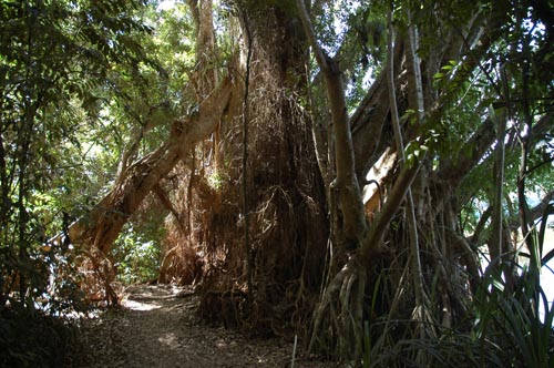 North Queensland - Atherton Tablelands -Regenwald-Flora-