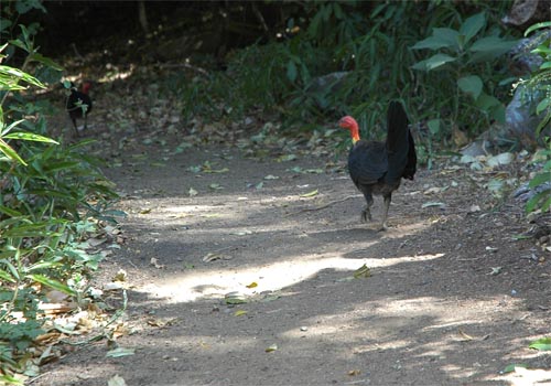 North Queensland - Atherton Tablelands -Brush Turkey