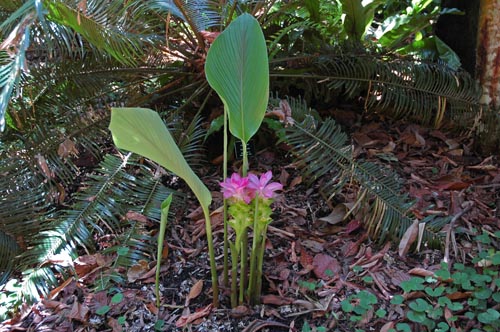 North Queensland - Cairns - Bushwalk