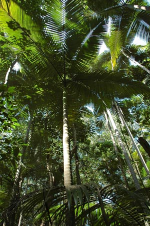 North Queensland - Cairns - Boardwalk