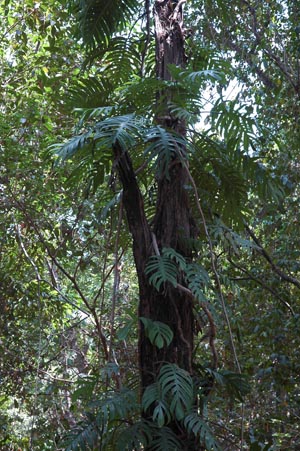 North Queensland - Cairns - Boardwalk