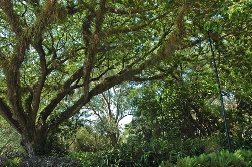 North Queensland - Cairns - Boardwalk