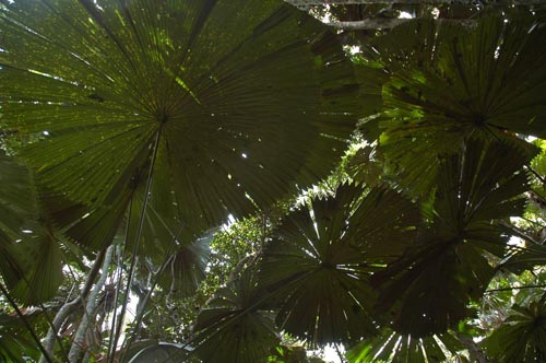 North Queensland - Daintree Nationalpark "Dubuji Boardwalk"