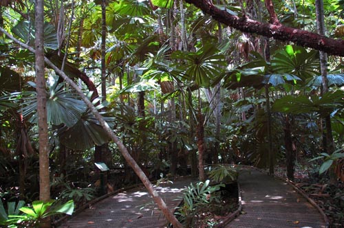 North Queensland - Daintree Nationalpark "Dubuji Boardwalk"