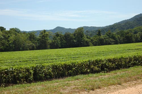 North Queensland - Daintree Nationalpark - Teeplantage