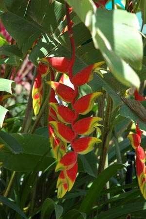 North Queensland - Daintree Nationalpark