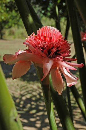 North Queensland - Daintree Nationalpark