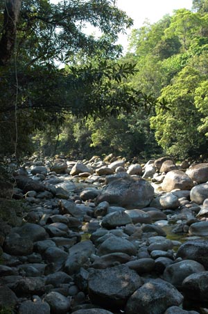 North Queensland - Daintree Nationalpark - Mossman Gorge