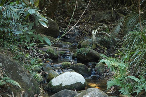 North Queensland - Daintree Nationalpark - Mossman Gorge
