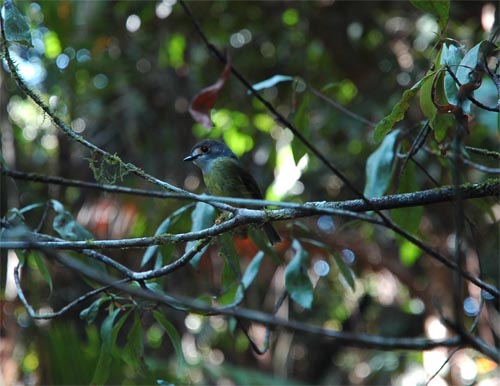 North Queensland - Daintree Nationalpark - Mossman Gorge