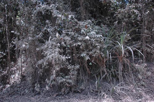 North Queensland -  Cape Tribulation - Bloomfield Track