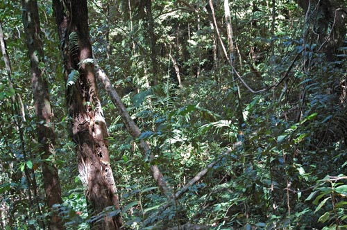 North Queensland -  Dunk Island
