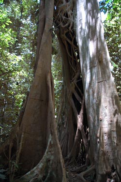 North Queensland-  Dunk Island
