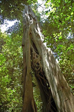 North Queensland-  Dunk Island