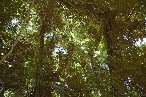 Dunk Island - Mt. Kootaloo