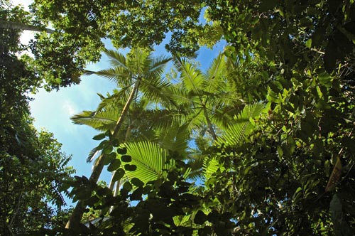 North Queensland - Dunk Island -Coconut Beach