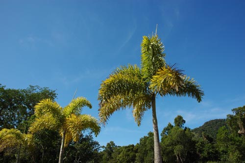 North Queensland - Dunk Island -Coconut Beach