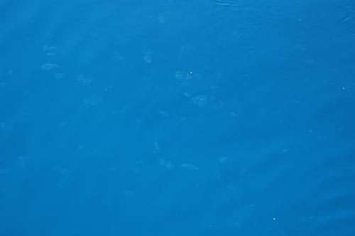 North Queensland - Great Barrier Reef - Quallen