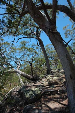 North Queensland - Magnetic Island "Bushwalk"