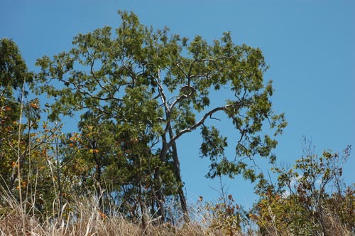 North Queensland - Magnetic Island