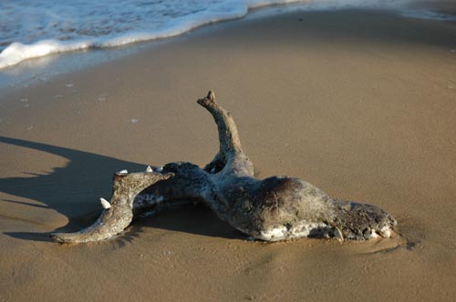 North Queensland - Mission Beach - Strand Impressionen