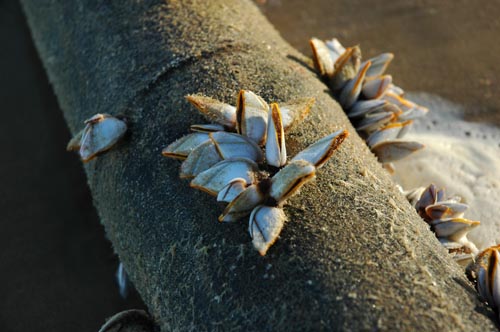 North Queensland - Mission Beach - Strand Impressionen
