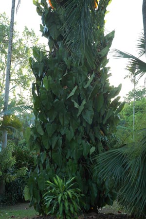 North Queensland - Mission Beach - Pflanzen