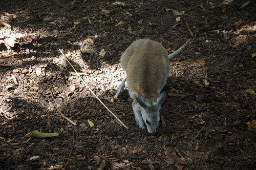 North Queensland - Port Douglas - Tierpark