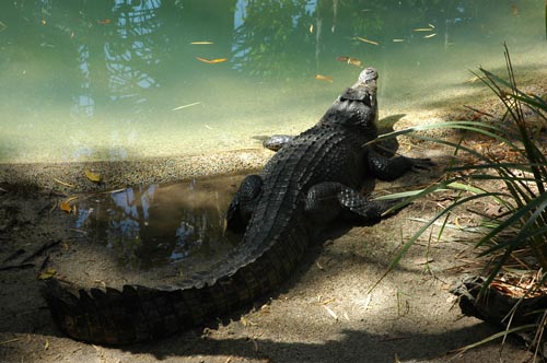 North Queensland - Port Douglas - Tierpark