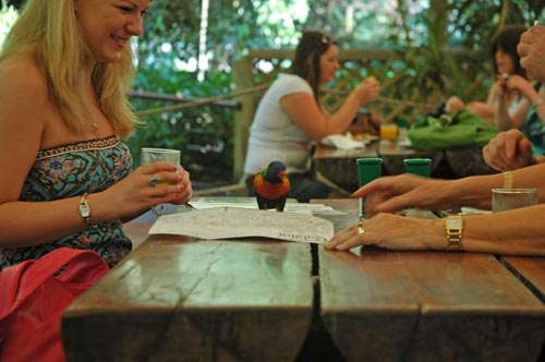 North Queensland - Port Douglas - Breakfast with the Birds