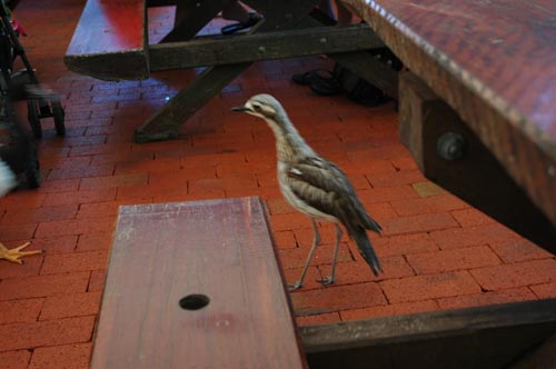 North Queensland - Port Douglas - Breakfast with the Birds
